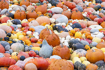 Image showing Different maxima and pepo cucurbita pumpkin pumpkins from autumn