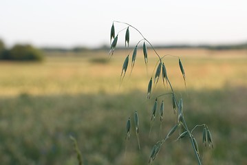 Image showing Ear oat