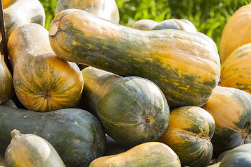 Image showing Sonca cucurbita pumpkin pumpkins from autumn harvest