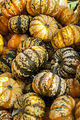 Image showing Sweet Lightning Microwave cucurbita pumpkin pumpkins from autumn