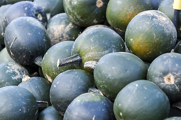 Image showing Rondini cucurbita pumpkin pumpkins from autumn harvest