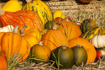 Image showing Different maxima and pepo cucurbita pumpkin pumpkins from autumn