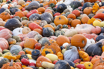 Image showing Different maxima and pepo cucurbita pumpkin pumpkins from autumn