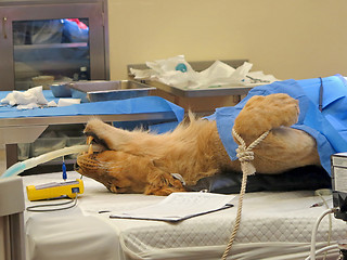 Image showing Lioness Surgery