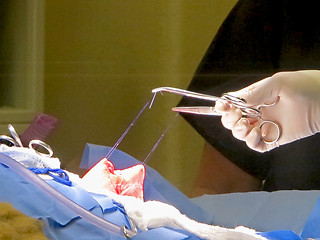 Image showing Stomach Suturing