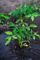 Image showing bushes planted tomato prepayment running water