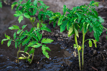 Image showing bushes planted tomato prepayment running water