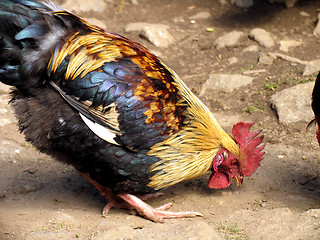 Image showing Chicken