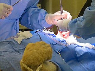 Image showing Stomach Suturing