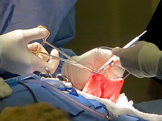 Image showing Stomach Suturing