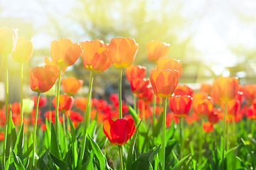 Image showing tulips 