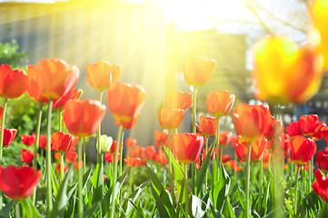 Image showing tulips 