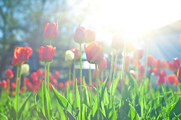 Image showing tulips 