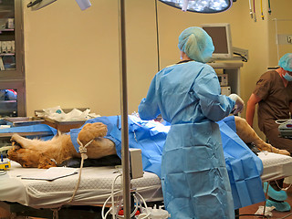 Image showing Lioness Surgery