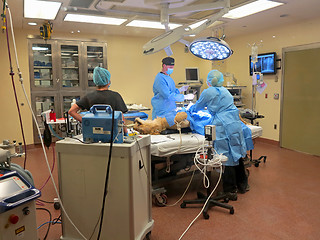 Image showing Lioness Surgery