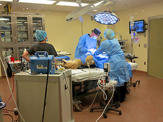 Image showing Lioness Surgery