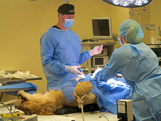 Image showing Lioness Surgery