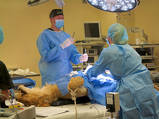 Image showing Lioness Surgery