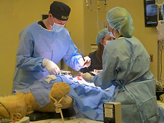 Image showing Lioness Surgery