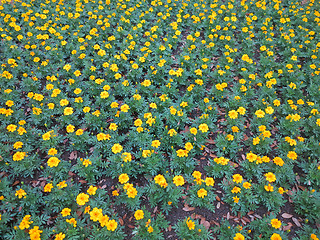 Image showing Dwarf French marigolds