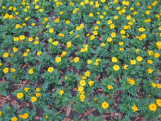 Image showing Dwarf French marigolds