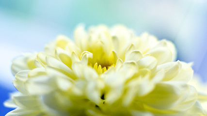 Image showing Yellow chrysanthemum flower close