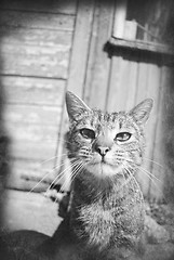 Image showing Tabby cat portrait