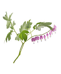 Image showing Bleeding Heart Flowers