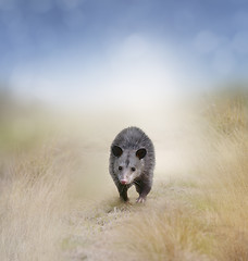 Image showing Opossum Walking