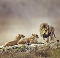 Image showing Family of Lions