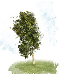 Image showing Birch Tree Watercolor