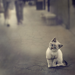 Image showing Kitten On The Street