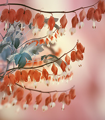 Image showing Bleeding Heart Flowers