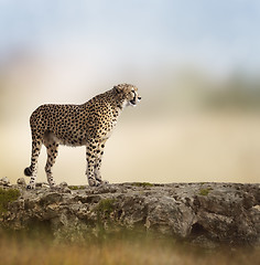 Image showing Cheetah