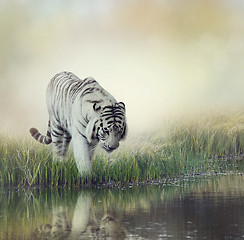 Image showing White Tiger