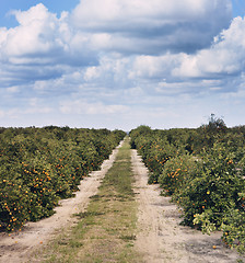 Image showing Orange Trees