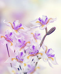 Image showing Orchid Flowers