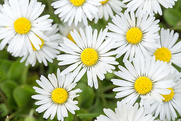 Image showing small daisy flower