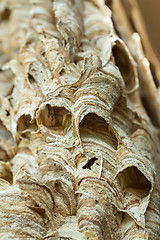 Image showing Wasp nest background