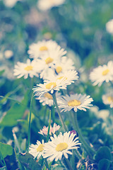 Image showing small daisy flower retro color