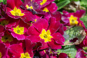 Image showing closeup of beautiful red primrose