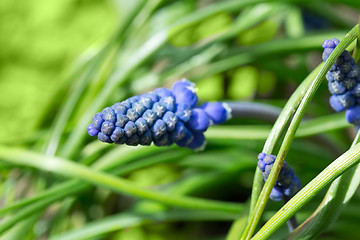 Image showing Beautiful bouquet of muscari - hyacinth close up