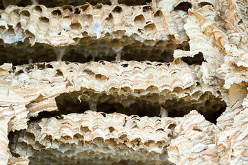 Image showing Wasp nest background