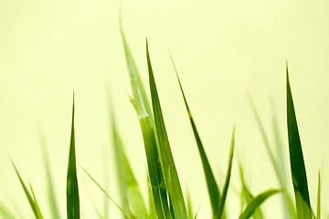 Image showing photo of nice grass for background