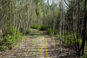 Image showing Spring shot of pathway in small young forrest