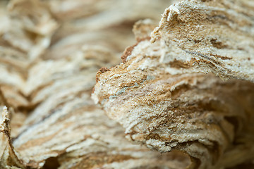 Image showing Wasp nest texture background