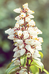 Image showing Erica carnea in bloom