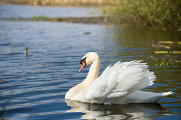 Image showing Mute swan, Cygnus, single bird on water