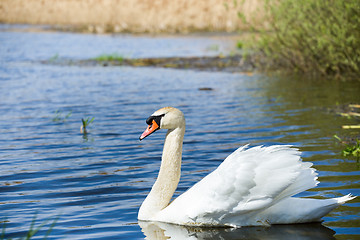 Image showing Mute swan, Cygnus, single bird on water
