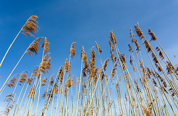 Image showing reeds at the pond against blue sky